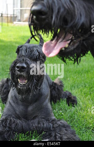 Riesenschnauzer Hunde an einem heißen Sommertag Stockfoto