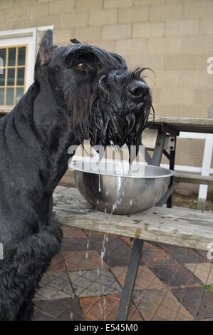 Riesenschnauzer nach der Einnahme einen großen Schluck Stockfoto