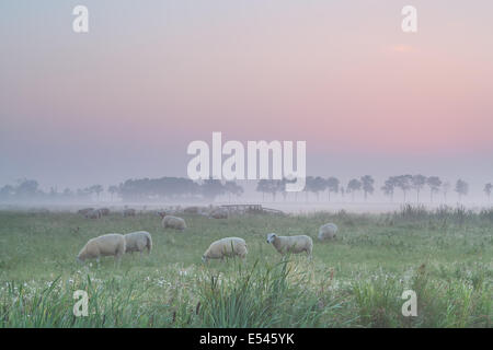 Schafe auf der Weide im Morgennebel bei Sonnenaufgang Stockfoto