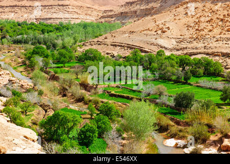 Dadkht Ait Omazia Dorf, in der Nähe von Ait Bennhaddou, grünen fruchtbaren Flusstälern, Landwirtschaft, Walnuss, Pfirsich Bäume in Blüte, Marokko Stockfoto