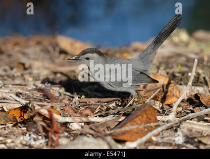 Graue Catbird (Dumetella Carolinensis) Stockfoto