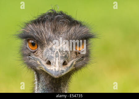 Porträt des australischen Emu (Dromaius Novaehollandiae) Stockfoto