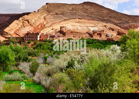 Dadkht Ait Omazia Dorf, in der Nähe von Ait Bennhaddou, grünen fruchtbaren Flusstälern, Landwirtschaft, Walnuss, Pfirsich Bäume in Blüte, Marokko Stockfoto