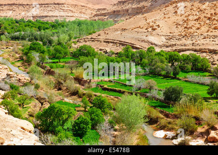 Ait dadkht omazia Dorf, in der Nähe von Ait bennhaddou, grüne fruchtbare Flusstäler, Landwirtschaft, Nussbaum, Pfirsichbäume blühen, Marokko Stockfoto