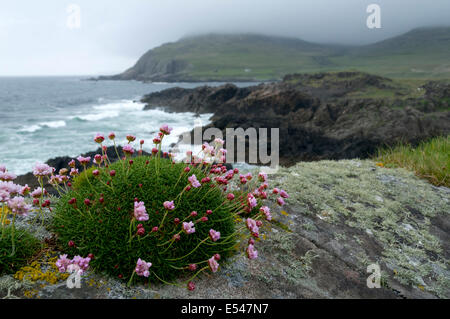 Silene Acaulis (Moss Campion oder rosa Kissen), Harris Bay, Insel Rum, Scotland, UK Stockfoto