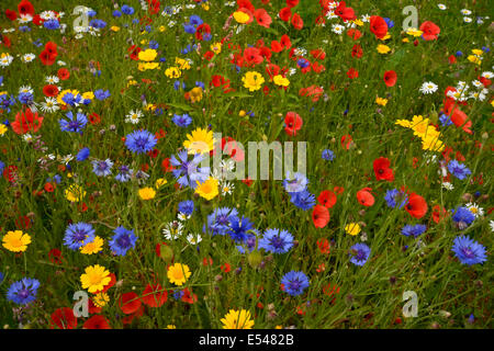 Wildblumenwiese Stockfoto