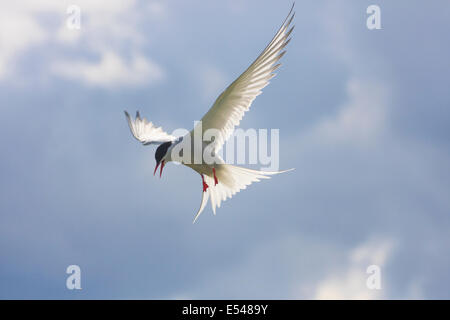 Küstenseeschwalbe im Flug Stockfoto