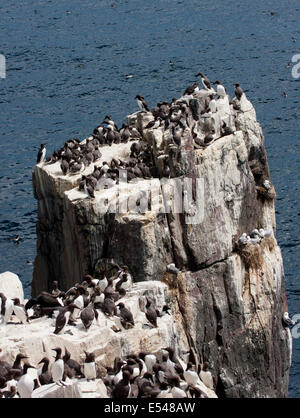 Trottellummen auf Inner Farne Northumberland UK Stockfoto