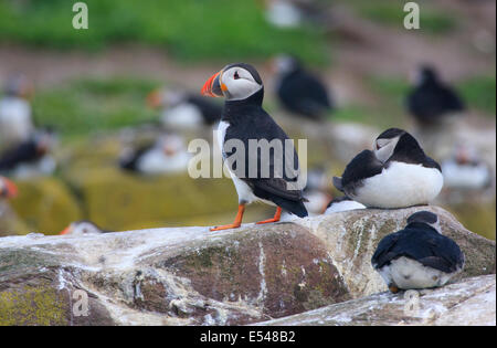 Papageientaucher auf Inner Farne Northumberland Stockfoto