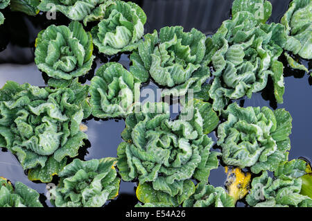Wasserpflanzen Salat schwimmt auf Wassergartenteich Stockfoto