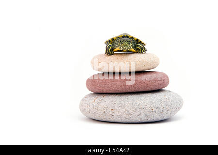 Schildkröte auf zen Steine mit weißem Hintergrund Stockfoto