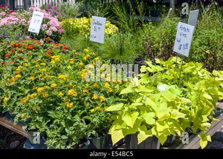 Lantana, Potato Vine und andere kleine blühende Zierpflanzen für den Verkauf an lokalen Baumschule in Fort Lauderdale, Florida, USA. Stockfoto