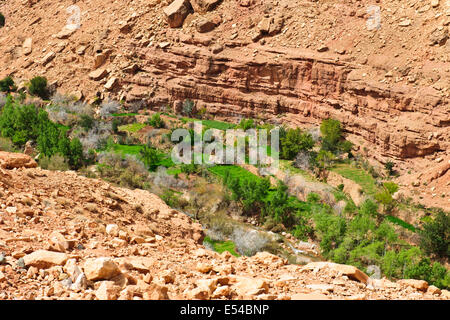 Schluchten, Palmeraies, Palmen, Datteln, Walnüsse, Agricultural, gebirgige Region Asif Ounila Fluss, Ounila Dorf, Flussbett, Marokko Stockfoto