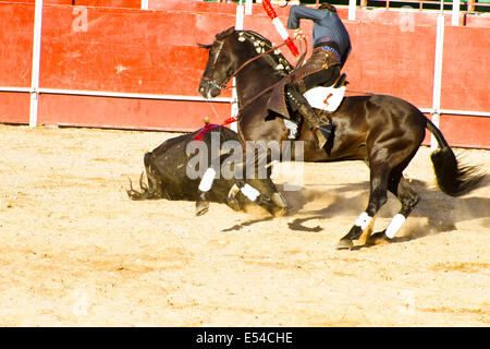 Stierkampf auf dem Pferderücken. Typischen spanischen Stierkampf. Stockfoto