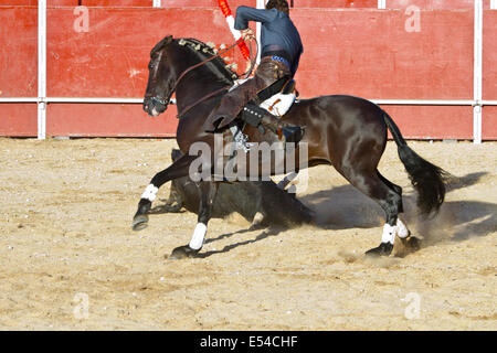 Stierkampf auf dem Pferderücken. Typischen spanischen Stierkampf. Stockfoto