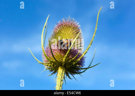 Wilde Teasel, Dipsacus fullonum. Hummel Blume Insekt auf Unkraut Blume Kopf Stockfoto
