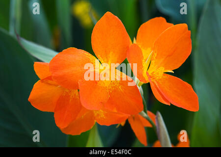 CANNA 'Orange Punch' Blume. Stockfoto