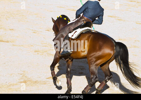 Stierkampf auf dem Pferderücken. Typischen spanischen Stierkampf. Stockfoto