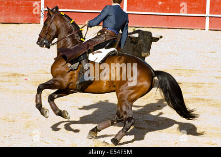 Stierkampf auf dem Pferderücken. Typischen spanischen Stierkampf. Stockfoto