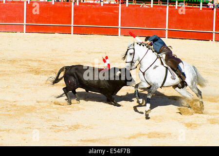 Stierkampf auf dem Pferderücken. Typischen spanischen Stierkampf. Stockfoto