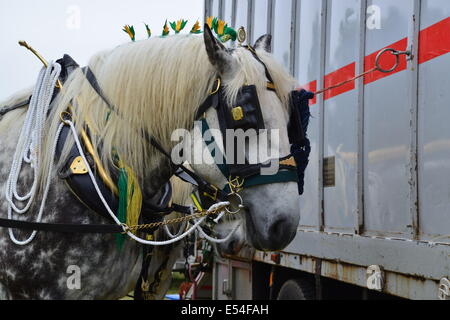 Schweres Pferd mit Tack und Flüge in die Mähne Stockfoto