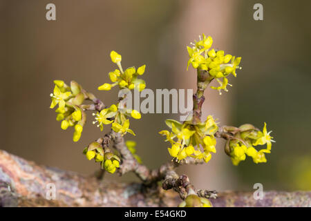 Winzige Blüten Cornus Mas, Cornelian cherry Stockfoto