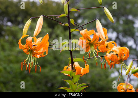 Zurückgebogen, Turkscap Blüten in den Blumen Lilium hinsichtlich Stockfoto