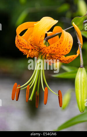 Zurückgebogen, Turkscap Blüten in eine einzelne Blume von Lilium hinsichtlich Stockfoto