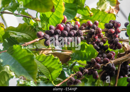 Ein Kaffee-Strauch mit reifen Beeren reif für die Ernte Stockfoto