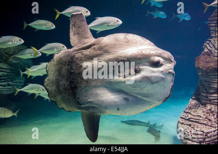 SunFish Stockfoto