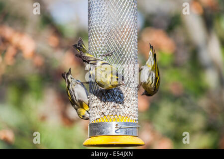 Drei eurasischen Zeisige (Zuchtjahr Spinus) Fütterung auf Sonnenblumen Herzen in ein Vogelhäuschen in einen englischen Garten Stockfoto