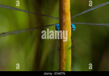 Roseburg, Oregon, USA. 20. Juli 2014. Die Augen von einem Damselfly Ausschau, wie es klammert sich an ein Schilfrohr wächst in einem kleinen Teich auf einem Hügel in der Nähe von Roseburg. Libellen ernähren sich von Mücken, fliegen und andere kleine Insekten. © Robin Loznak/ZUMA Draht/Alamy Live-Nachrichten Stockfoto