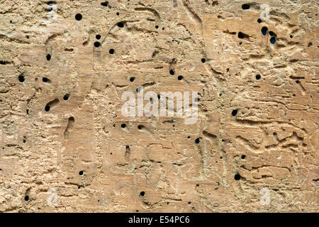 detaillierte Struktur der Holzplatte von Box Elder Fehler zerstört Stockfoto