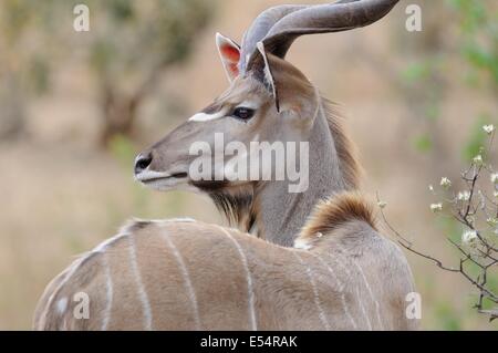 Große Kudu (Tragelaphus Strepsiceros), Krüger Nationalpark, Südafrika, Afrika Stockfoto