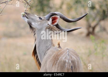 Große Kudu (Tragelaphus Strepsiceros), Essen, Blumen, Krüger Nationalpark, Südafrika, Afrika Stockfoto