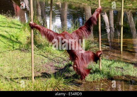 Reifen Sie, Borneo Orang-Utan (Pongo Pygmaeus) schwingen von Pol zu Pol im Zoo Apenheul Primate, Niederlande Stockfoto