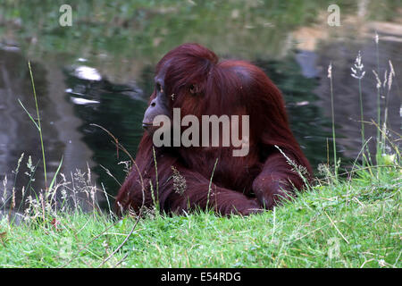 Einsame weibliche Borneo Orang-Utan (Pongo Pygmaeus) Stockfoto