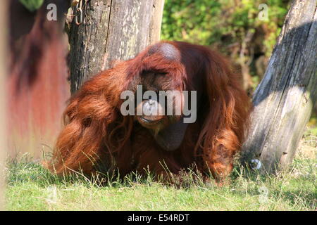 Reifen männlichen (Bornean) Orang-Utan (Pongo Pygmaeus) zu Fuß auf den Boden Stockfoto