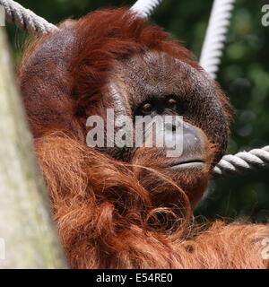 Schließen des Leiters der eine Reifen männlichen (Bornean) Orang-Utan (Pongo Pygmaeus) Stockfoto