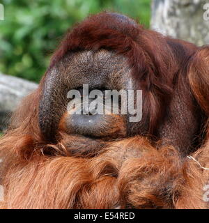 Schließen des Leiters der eine Reifen männlichen (Bornean) Orang-Utan (Pongo Pygmaeus), namens Kevin (Apenheul Zoo) Stockfoto