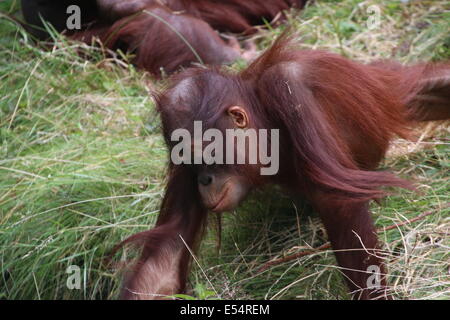 Juvenile Borneo Orang-Utan (Pongo Pygmaeus) am Zoo Apenheul Primate, Apeldoorn, Niederlande Stockfoto