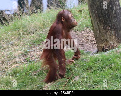 Juvenile Borneo Orang-Utan (Pongo Pygmaeus) zu Fuß auf den Hinterbeinen Stockfoto