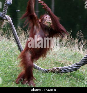 Juvenile Orang-Utan (Pongo Pygmaeus oder Abelii) spielen und schwingen in die Seile im Zoo von Apeldoorn Apenheul Primate, Holland Stockfoto