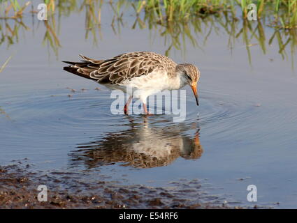 Männliche Manschette für Erwachsene (Calidris pugnax) Stockfoto