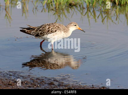 Männliche Manschette für Erwachsene (Calidris pugnax) Stockfoto