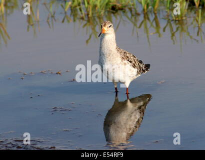 Männliche Manschette für Erwachsene (Calidris pugnax) Stockfoto