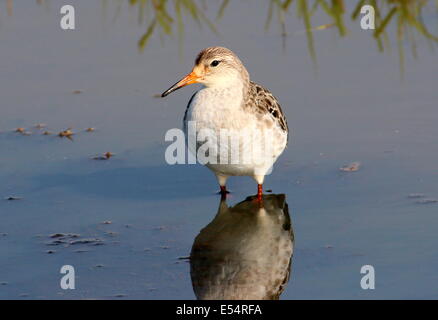 Männliche Manschette für Erwachsene (Calidris pugnax) Stockfoto