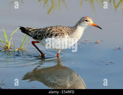 Männlicher Ruff für Erwachsene ( Calidris pugnax Stockfoto