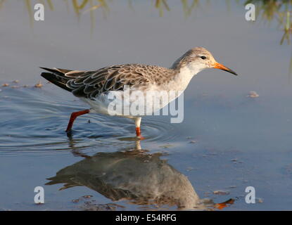 Männliche Manschette für Erwachsene (Calidris pugnax) Stockfoto