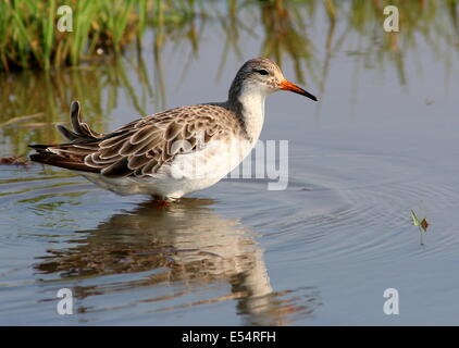 Männliche Manschette für Erwachsene (Calidris pugnax) Stockfoto